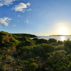 Vegetation-auf-Sardinien