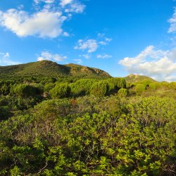 Wildes-Sardinien