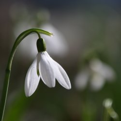 Schneegloeckchen