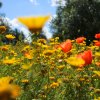 Blumenmischung