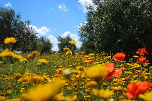 Bunter Fruehling Wandbild