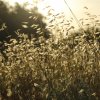 Champagnerfarbene-Natur