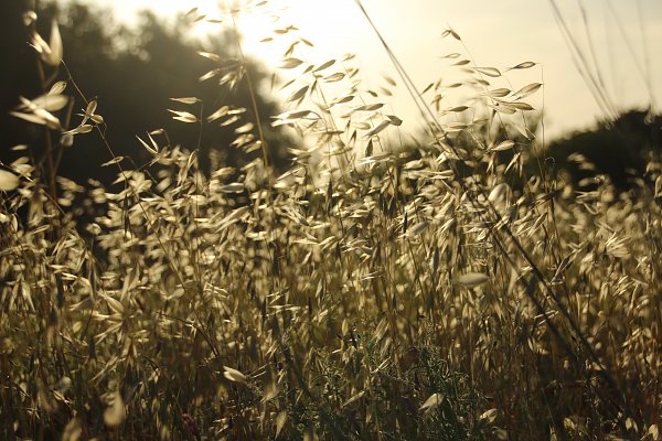 Champagnerfarbene Natur Wandbild