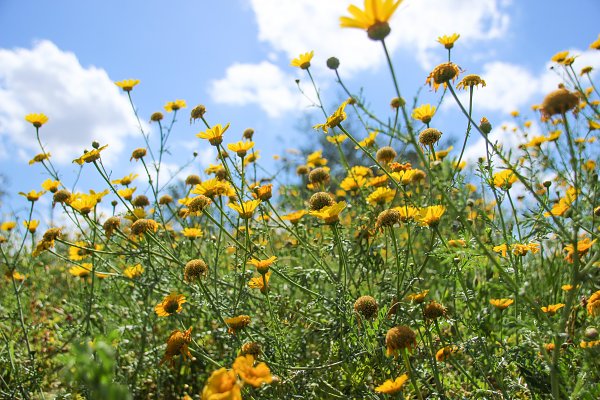 Fruehling Wandbild