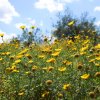 Fruehlingsblumen-auf-Sizilien