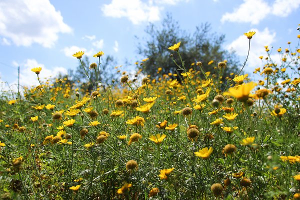 Fruehlingsblumen auf Sizilien Wandbild