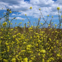 Gelbe-Blumen-mit-Leuchtturm