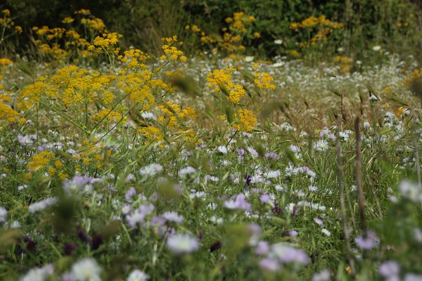 In der Wiese Wandbild