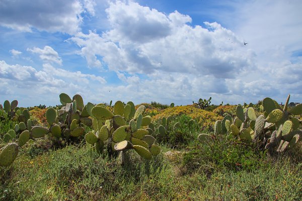 Kakteenlandschaft Wandbild