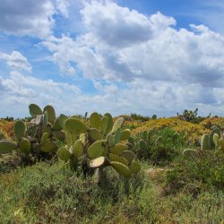 Kakteenlandschaft