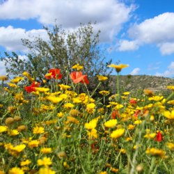 Klatschmohn-im-Blumenmeer