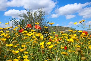 Klatschmohn im Blumenmeer Wandbild