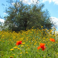 Klatschmohn-im-Wind