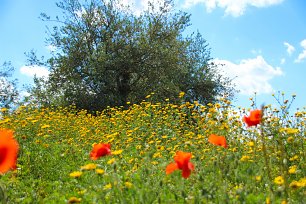 Klatschmohn im Wind Wandbild