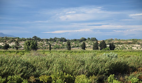 Landschaft mit Baeumen Wandbild