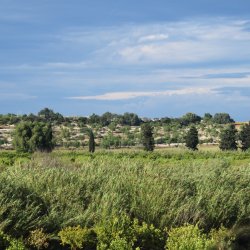 Landschaft-mit-Baeumen