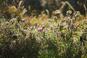 Leuchtende Wildpflanzen Wandbild