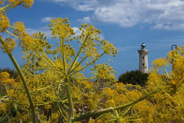 Leuchtturm im Blumenland Wandbild