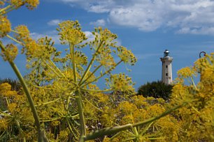 Leuchtturm im Blumenland Wandbild