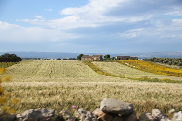 Mediterrane Felder Wandbild