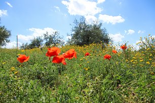 Mohnblumen in der Fruehlingswiese Wandbild