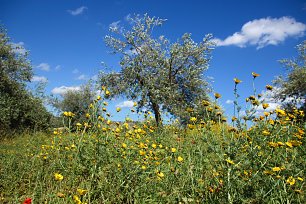 Olivenbaum in Sommerwiese Wandbild