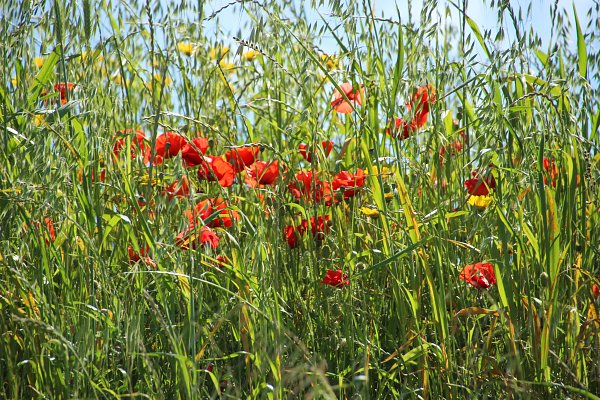 Rote Mohnblueten Wandbild