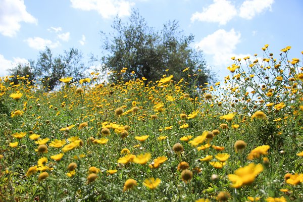 Sizilianische Fruehlingswiese Wandbild