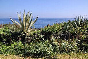 Sizilianische Vegetation Wandbild