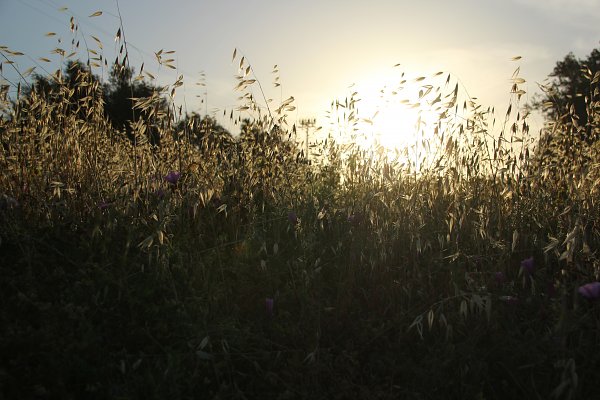 Sizilianisches Wildgras Wandbild