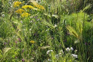 Sommerliche Wildpflanzen Wandbild