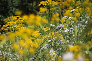 Sommertag Wandbild