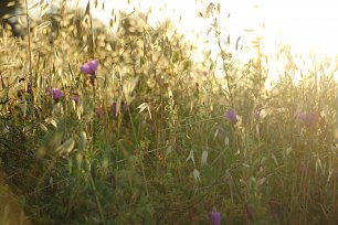 Strahlende Natur Wandbild