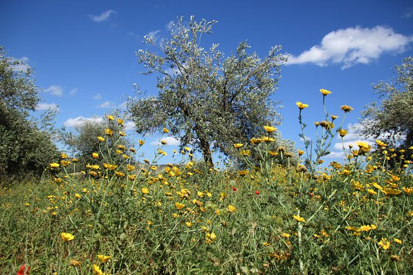 Wiese mit Olivenbaum Wandbild