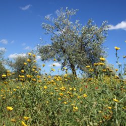 Wiese-mit-Olivenbaum