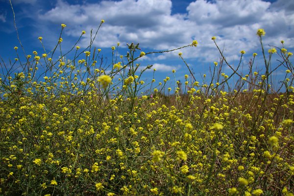 Wilde gelbe Wiesenblumen Wandbild