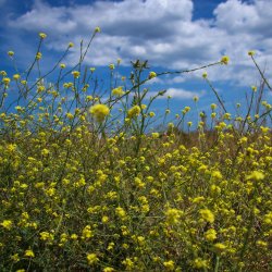 Wilde-gelbe-Wiesenblumen