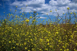 Wilde gelbe Wiesenblumen Wandbild