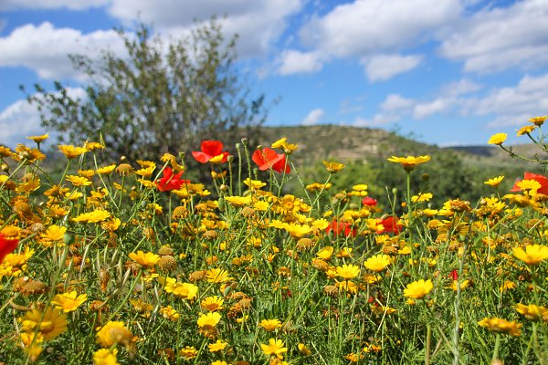 Wilder Klatschmohn Wandbild