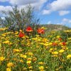 Wilder-Klatschmohn