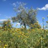 Wildromantische-Wiese