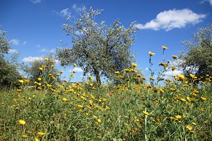 Wildromantische Wiese Wandbild