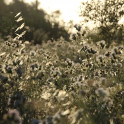 Zauberhafte-Natur