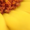 Sonnenblume
