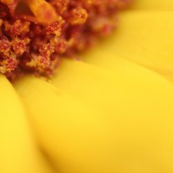 Sonnenblume