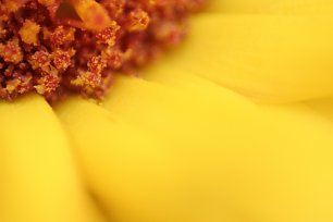 Sonnenblume Wandbild