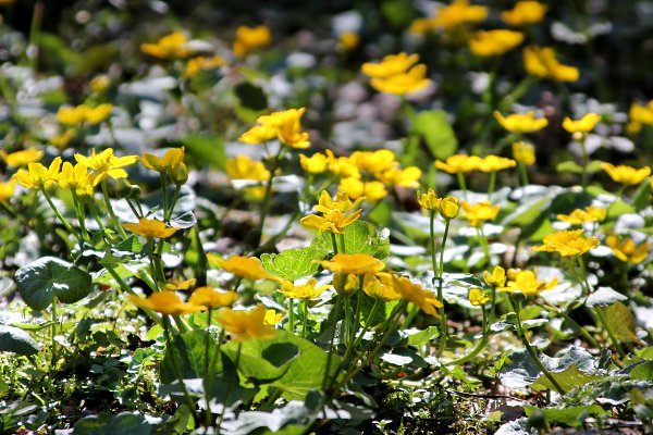 Sumpfdotterblumen Wandbild