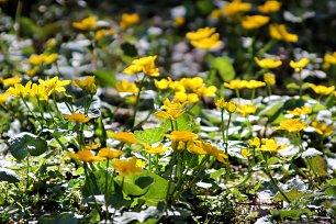 Sumpfdotterblumen Wandbild