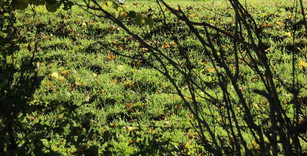 Tegernsee 0003 Wandbild