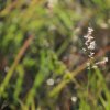 Detailblick-im-Gras